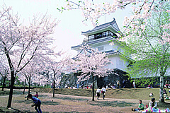 悠久山公園の千本桜を未来へ継承！！