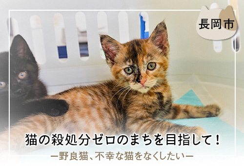 猫の殺処分ゼロのまちを目指して！　－野良猫、不幸な猫をなくしたい－