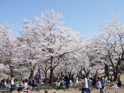 「悠久山桜ま­つり」の画像2