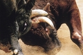 「牛の角突き」の画像