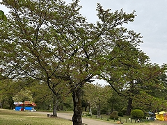 「悠久山公園」の画像1