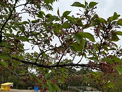 「悠久山公園」の画像2