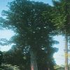 「蓮花寺の大杉」の画像