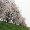 「万本桜植樹帯」の画像