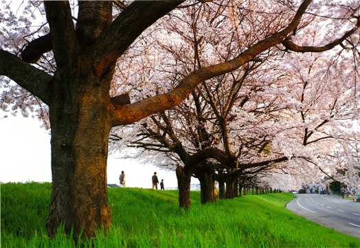 「夕日の桜並木」の画像