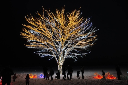 「光の大木」の画像