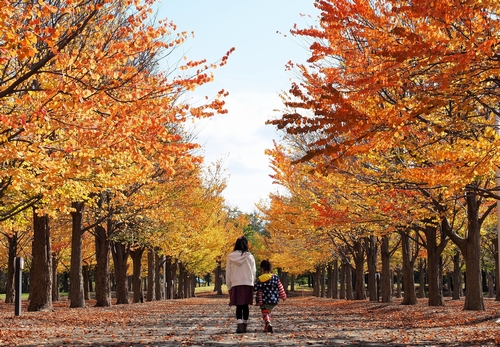 「作品名：秋の散歩道」の画像