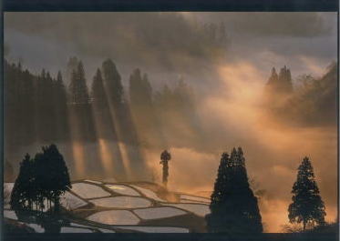 「朝霧色づく」の画像