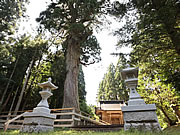 「蓮花寺の大杉（七社宮神社境内）」の画像