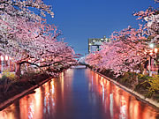 「福島江の桜並木」の画像