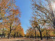 「長岡造形大学のカツラ並木」の画像