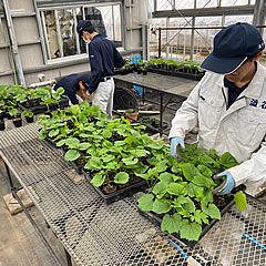 「長岡農業高校の生徒さんが苗を育成している様子」の画像