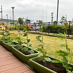 「子育ての駅ぐんぐんに植えられたゴーヤ苗の様子」の画像