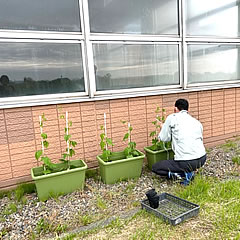 「エコトピア寿でゴーヤ苗を植えている様子」の画像