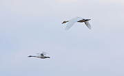 記事「春の訪れ！越路地域に白鳥の群れ」の画像