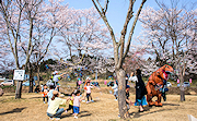 記事「市内各所の満開の桜をお届け！」の画像