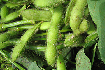 「長岡野菜認定の枝豆」の画像
