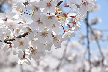 「市内の桜が満開を迎えています」の画像