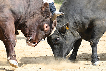 「全国闘牛サミット」の画像