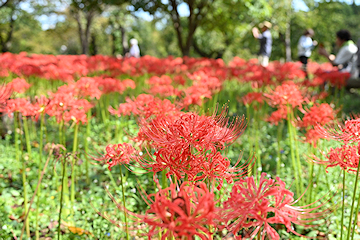 「雪国植物園のヒガンバナ」の画像