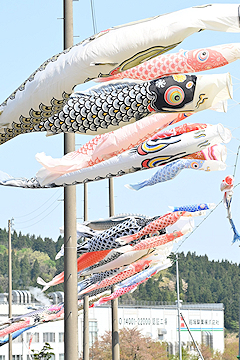 「鯉のぼりが元気に泳いでいます」の画像