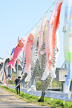 「新緑の季節の風物詩「岩田鯉のぼり」」の画像