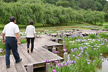 「白や紫の花が咲き誇っています」の画像1