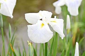 「白や紫の花が咲き誇っています」の画像2