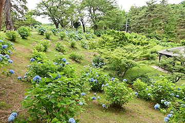 「涼しげなアジサイが園内を彩っています」の画像2