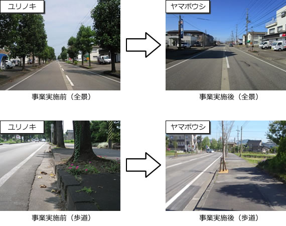 街路樹植替事業の実施事例（長岡市平島地内）